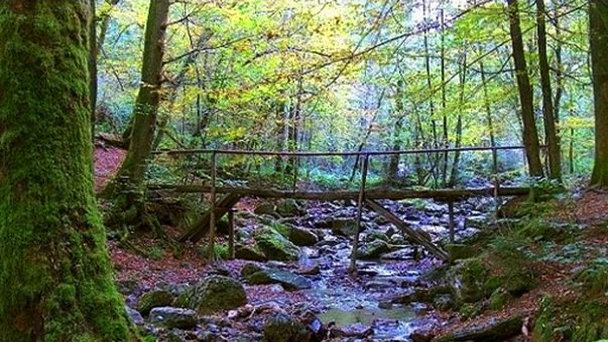 Арденнский лес (фото)