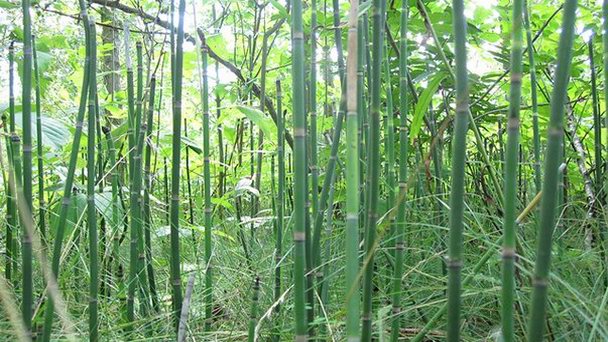 Природный парк рептилий Скэйлз в Онтарио