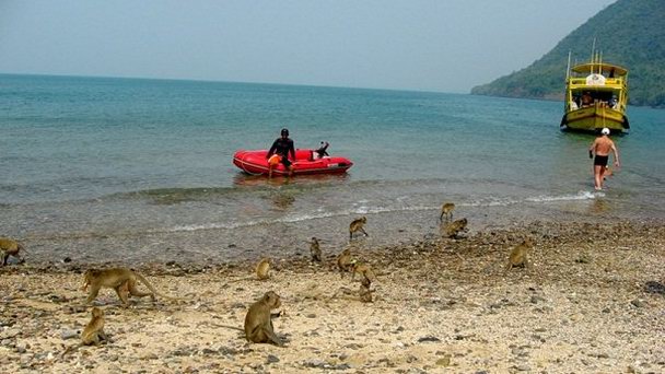Обезьяний остров Ко Пет в Паттайи