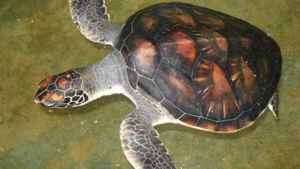 Черепаховая ферма в Бентоте