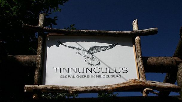 Соколиная ферма в Баден-Вюртемберге