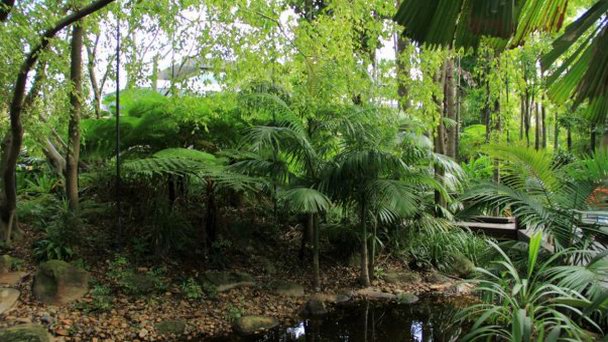 Ботанический сад Брисбена в Квинсленде