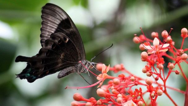 Парк бабочек в Таман Купу-Купу на Бали