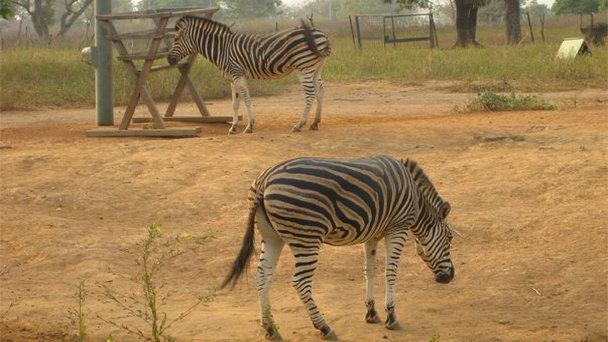 Зоопарк Абуджи в Абудже