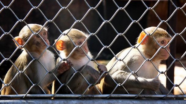 Сухумский институт обезьян