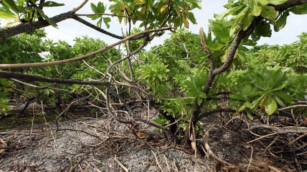 Остров Кресент на о-вах Лайне Остров Кресент на о-вах Лайне