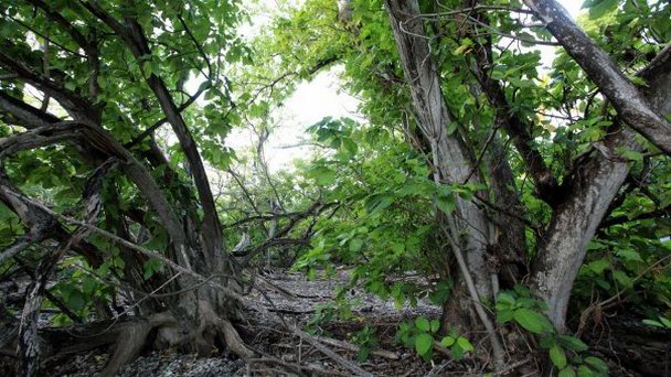 Остров Пизония на о-вах Лайне Остров Пизония на о-вах Лайне