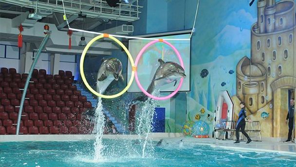 Дубайский дельфинарий