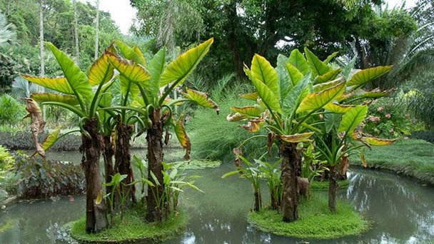 Cад Роберто Бурле-Маркса в Рио-де-Жанейро
