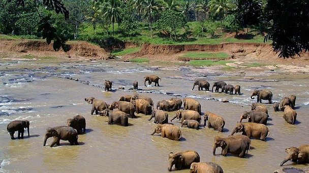 Слоновий питомник в Пиннавеле в Сигирии