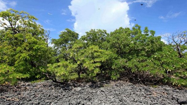 Остров Буби на о-вах Лайне Остров Буби на о-вах Лайне