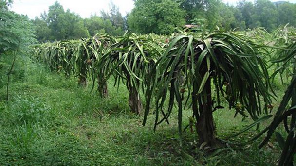 Остров Тхи в Нячанге