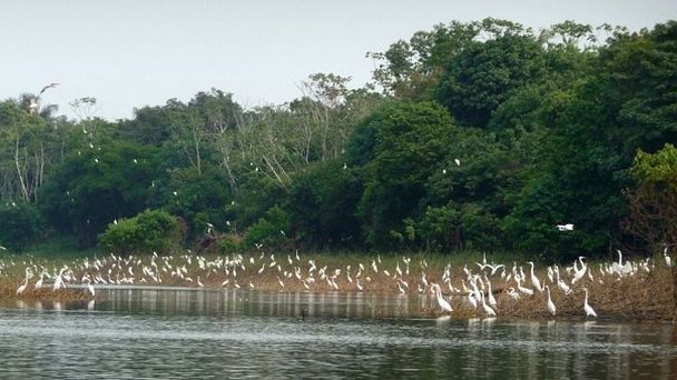 Озеро Piranha в Манаусе