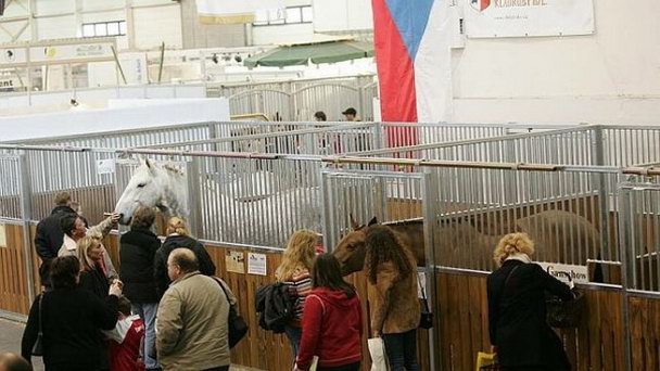 Ферма коневодства в городе Кладрубы-над-Лабой в Пардубице