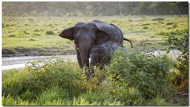 Национальный парк Читван