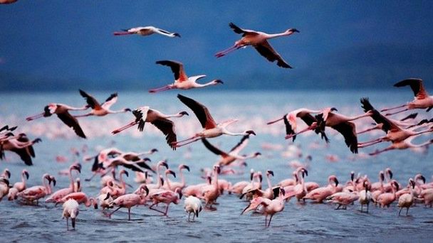 Национальный заповедник озера Богория в Накуру