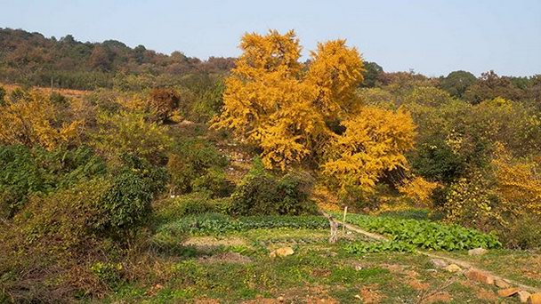 Национальный лесной парк Xishan в Пекине