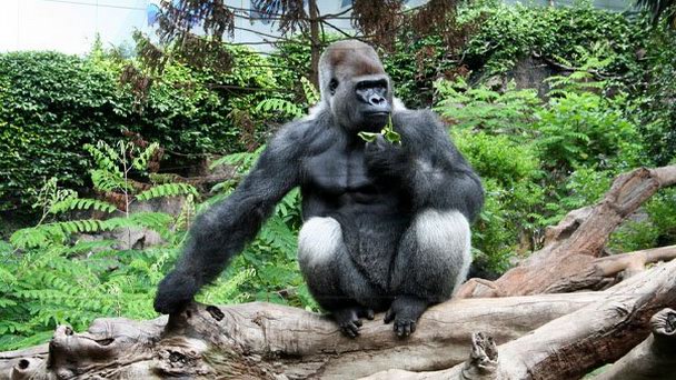 Парк обезьян на Канарских островах