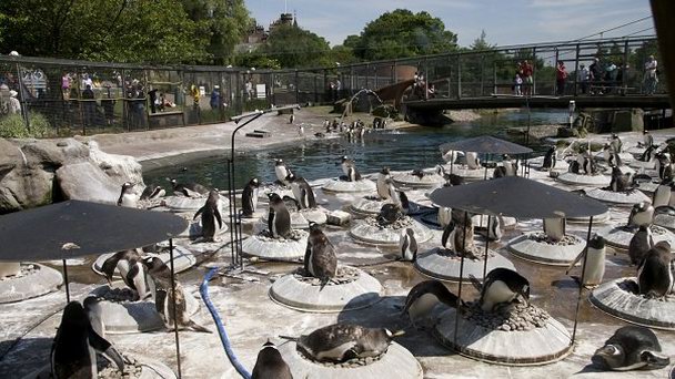 Эдинбургский Зоопарк в Шотландии Эдинбургский Зоопарк в Шотландии