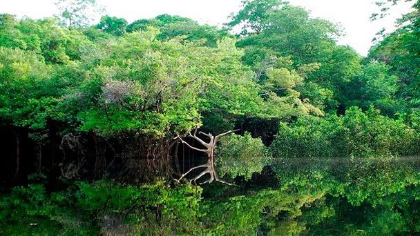 Дождевые леса Амазонии в Манаусе