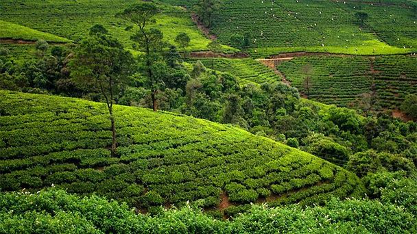 Nuwara Eliya Шри Ланка