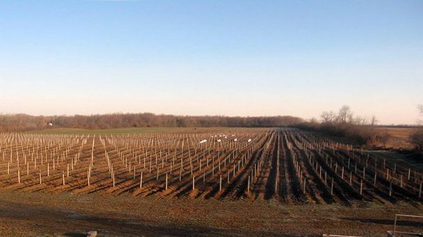 Виноградники Sugarbush на Принц Эдуарда