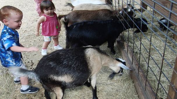 Зоопарк домашних питомцев в центре Mundo E в Мехико