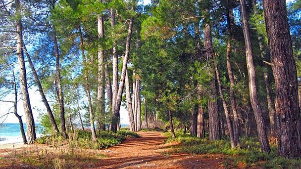 Роща пицундской сосны в Пицунде