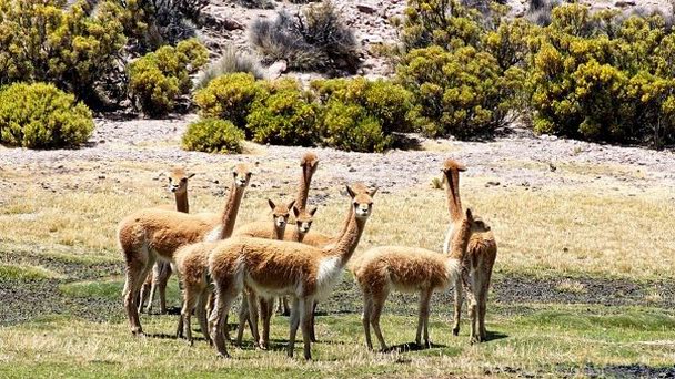 Национальный заповедник Лас-Викуньяс в Икике Национальный заповедник Лас-Викуньяс в Икике