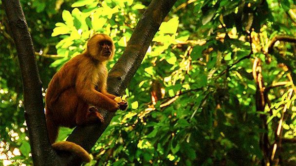 Остров обезьян в Икитосе Остров обезьян в Икитосе