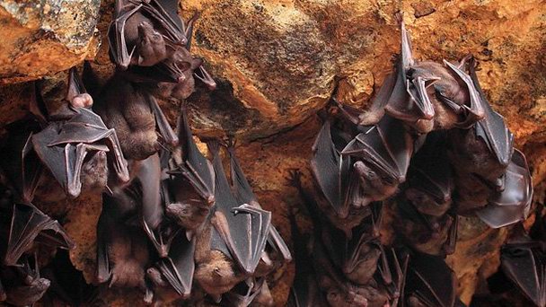 Пещеры Гоа Лава (летучих мышей) на Бали