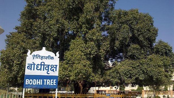 Дерево Бо в Анурадхапуре Дерево Бо в Анурадхапуре