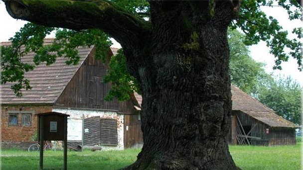 Тысячелетний дуб в Штирии Тысячелетний дуб в Штирии