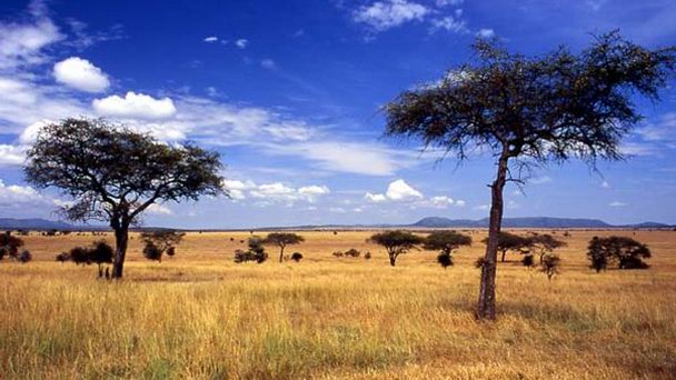 Национальный парк Серенгети