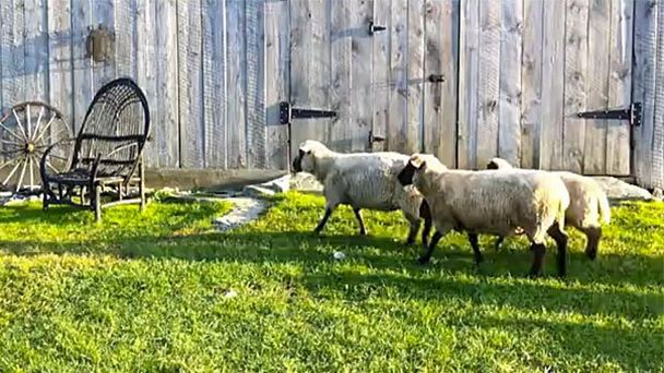 Ферма Hidden Meadow в Онтарио