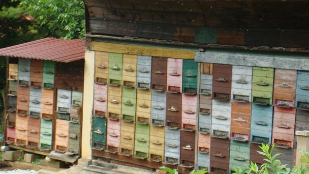 Пасека в Шмарьешке Топлице