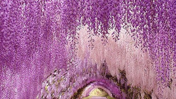 Парк Асикага в Судзуоке