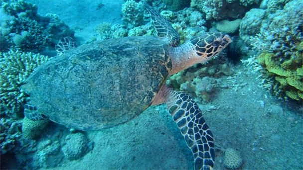 Место для дайвинга Black Rock в Акабе