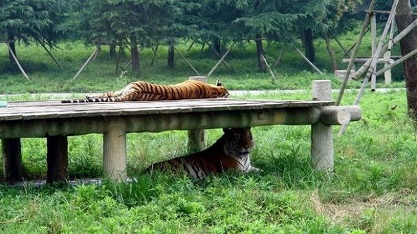 Парк диких животных в Шанхае в Шанхае Парк диких животных в Шанхае в Шанхае