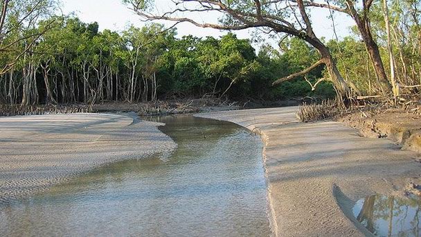 Мангровый лес Сундарбан в Даке