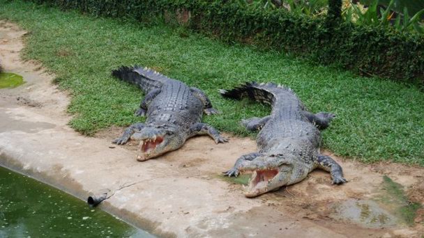 Крокодиловая ферма на Лангкави Крокодиловая ферма на Лангкави