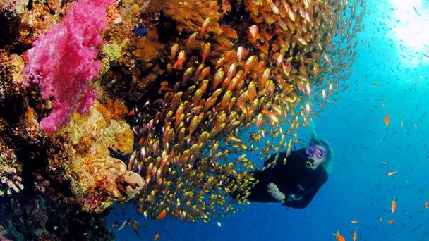 Риф Fanous west в Хургаде Риф Fanous west в Хургаде