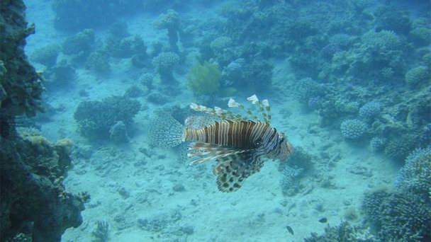 Место для дайвинга Семь сестер в Акабе