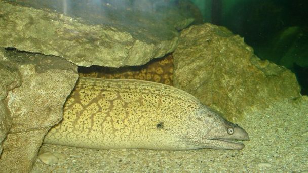 Аквариум на п-ове Истрия