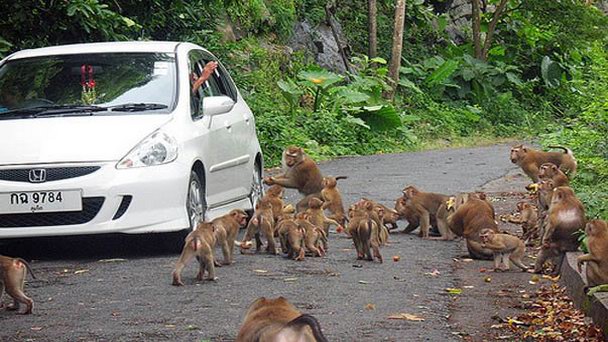 Обезьяний холм на Пхукет