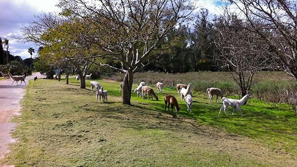 Парк-заповедник Лекок в Монтевидео Парк-заповедник Лекок в Монтевидео