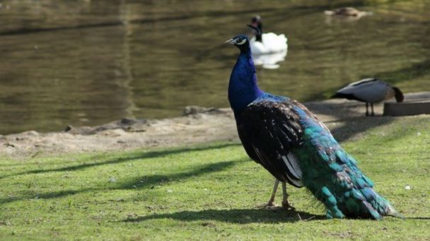 Зоологический парк «Клер» в Нормандии Зоологический парк «Клер» в Нормандии