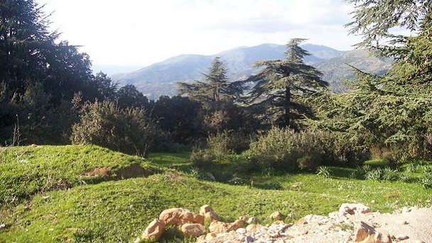 Национальный парк Тениет-Эль-Хад в Алжире Национальный парк Тениет-Эль-Хад в Алжире