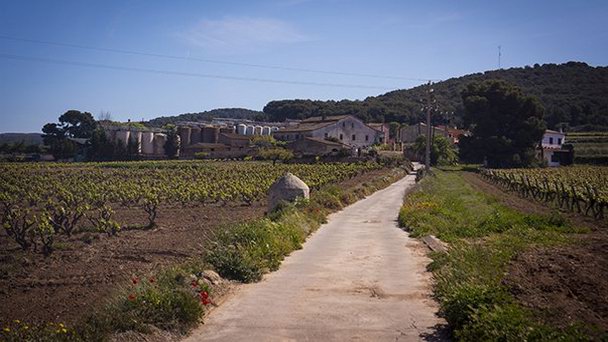 Виноградники Торрес в Коста дель Маресме