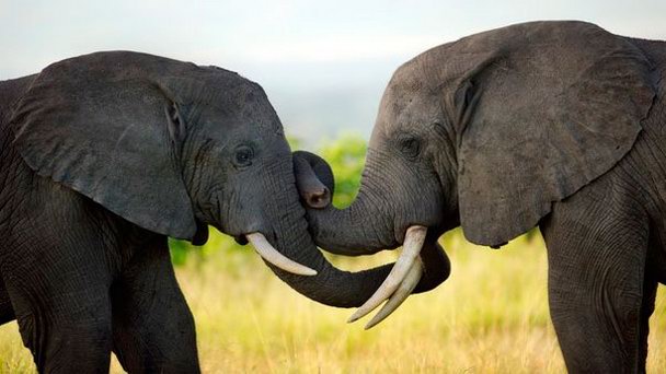 Национальный парк королевы Елизаветы в Кампале Национальный парк королевы Елизаветы в Кампале